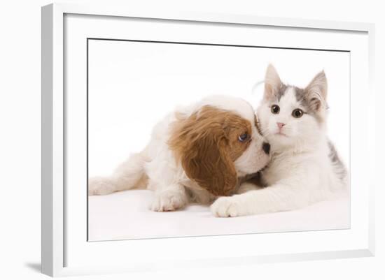 Cavalier King Charles Spaniel Puppy in Studio-null-Framed Photographic Print
