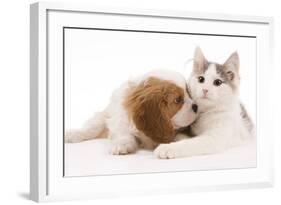 Cavalier King Charles Spaniel Puppy in Studio-null-Framed Photographic Print