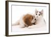 Cavalier King Charles Spaniel Puppy in Studio-null-Framed Photographic Print