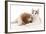 Cavalier King Charles Spaniel Puppy in Studio-null-Framed Photographic Print