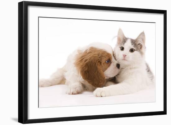 Cavalier King Charles Spaniel Puppy in Studio-null-Framed Photographic Print