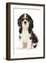 Cavalier King Charles Spaniel Puppy in Studio-null-Framed Photographic Print