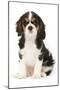 Cavalier King Charles Spaniel Puppy in Studio-null-Mounted Photographic Print