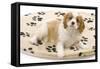 Cavalier King Charles Spaniel Puppy Lying on Bed-null-Framed Stretched Canvas