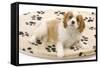 Cavalier King Charles Spaniel Puppy Lying on Bed-null-Framed Stretched Canvas