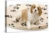 Cavalier King Charles Spaniel Puppy Lying on Bed-null-Stretched Canvas
