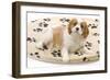 Cavalier King Charles Spaniel Puppy Lying on Bed-null-Framed Photographic Print