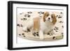 Cavalier King Charles Spaniel Puppy Lying on Bed-null-Framed Photographic Print