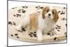 Cavalier King Charles Spaniel Puppy Lying on Bed-null-Mounted Photographic Print