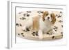 Cavalier King Charles Spaniel Puppy Lying on Bed-null-Framed Photographic Print