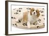 Cavalier King Charles Spaniel Puppy Lying on Bed-null-Framed Photographic Print