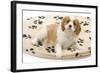 Cavalier King Charles Spaniel Puppy Lying on Bed-null-Framed Photographic Print