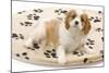 Cavalier King Charles Spaniel Puppy Lying on Bed-null-Mounted Photographic Print