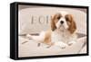 Cavalier King Charles Spaniel Puppy Lying on Cushions-null-Framed Stretched Canvas