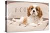 Cavalier King Charles Spaniel Puppy Lying on Cushions-null-Stretched Canvas