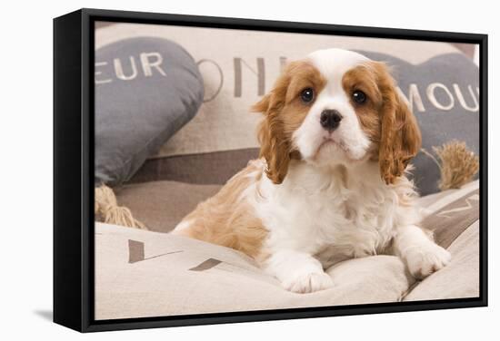 Cavalier King Charles Spaniel Puppy Lying on Cushions-null-Framed Stretched Canvas