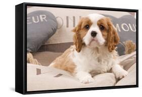 Cavalier King Charles Spaniel Puppy Lying on Cushions-null-Framed Stretched Canvas