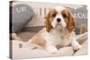 Cavalier King Charles Spaniel Puppy Lying on Cushions-null-Stretched Canvas