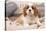 Cavalier King Charles Spaniel Puppy Lying on Cushions-null-Stretched Canvas