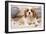 Cavalier King Charles Spaniel Puppy Lying on Cushions-null-Framed Photographic Print