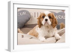 Cavalier King Charles Spaniel Puppy Lying on Cushions-null-Framed Photographic Print