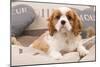 Cavalier King Charles Spaniel Puppy Lying on Cushions-null-Mounted Photographic Print