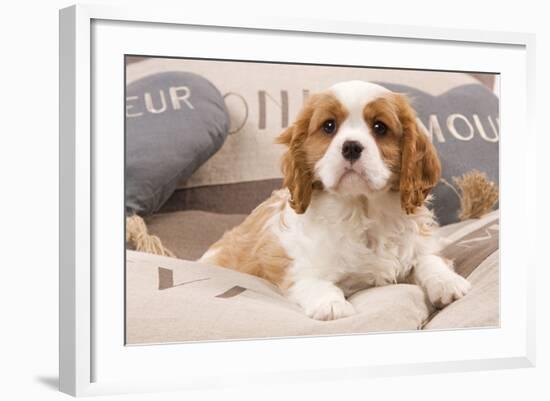 Cavalier King Charles Spaniel Puppy Lying on Cushions-null-Framed Photographic Print