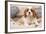 Cavalier King Charles Spaniel Puppy Lying on Cushions-null-Framed Photographic Print