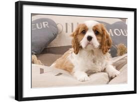 Cavalier King Charles Spaniel Puppy Lying on Cushions-null-Framed Photographic Print