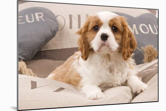Cavalier King Charles Spaniel Puppy Lying on Cushions-null-Mounted Photographic Print