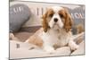 Cavalier King Charles Spaniel Puppy Lying on Cushions-null-Mounted Photographic Print