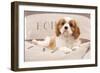 Cavalier King Charles Spaniel Puppy Lying on Cushions-null-Framed Photographic Print