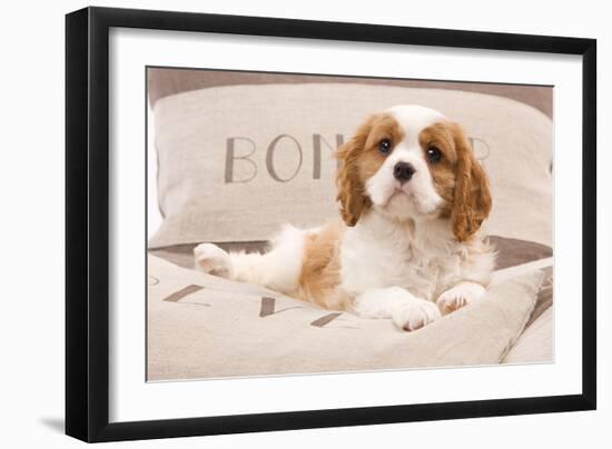 Cavalier King Charles Spaniel Puppy Lying on Cushions-null-Framed Photographic Print