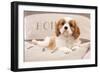 Cavalier King Charles Spaniel Puppy Lying on Cushions-null-Framed Photographic Print