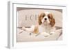 Cavalier King Charles Spaniel Puppy Lying on Cushions-null-Framed Photographic Print