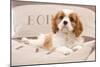 Cavalier King Charles Spaniel Puppy Lying on Cushions-null-Mounted Photographic Print