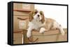 Cavalier King Charles Spaniel Puppy Lying-null-Framed Stretched Canvas