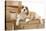 Cavalier King Charles Spaniel Puppy Lying-null-Stretched Canvas