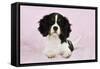 Cavalier King Charles Spaniel Puppy Lying-null-Framed Stretched Canvas