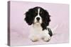 Cavalier King Charles Spaniel Puppy Lying-null-Stretched Canvas