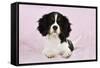 Cavalier King Charles Spaniel Puppy Lying-null-Framed Stretched Canvas