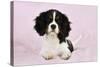 Cavalier King Charles Spaniel Puppy Lying-null-Stretched Canvas