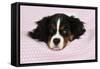 Cavalier King Charles Spaniel Puppy Lying-null-Framed Stretched Canvas