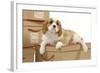 Cavalier King Charles Spaniel Puppy Lying-null-Framed Photographic Print