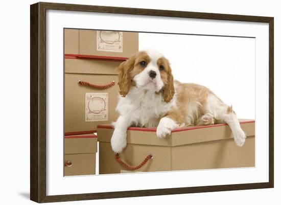 Cavalier King Charles Spaniel Puppy Lying-null-Framed Photographic Print