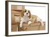 Cavalier King Charles Spaniel Puppy Lying-null-Framed Photographic Print