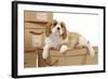 Cavalier King Charles Spaniel Puppy Lying-null-Framed Photographic Print