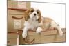 Cavalier King Charles Spaniel Puppy Lying-null-Mounted Photographic Print