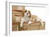 Cavalier King Charles Spaniel Puppy Lying-null-Framed Photographic Print