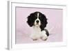 Cavalier King Charles Spaniel Puppy Lying-null-Framed Photographic Print